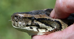 Pythons, boas and anacondas, oh my!