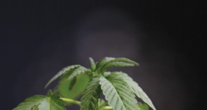 Recent legal tangles leave medical marijuana dispensaries in haze