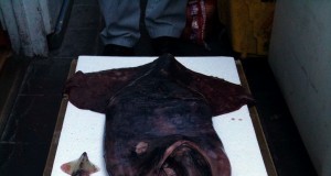 The return of the giant squid