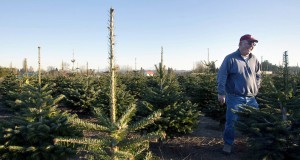 Scientists works to develop Christmas tree that doesn’t shed needles