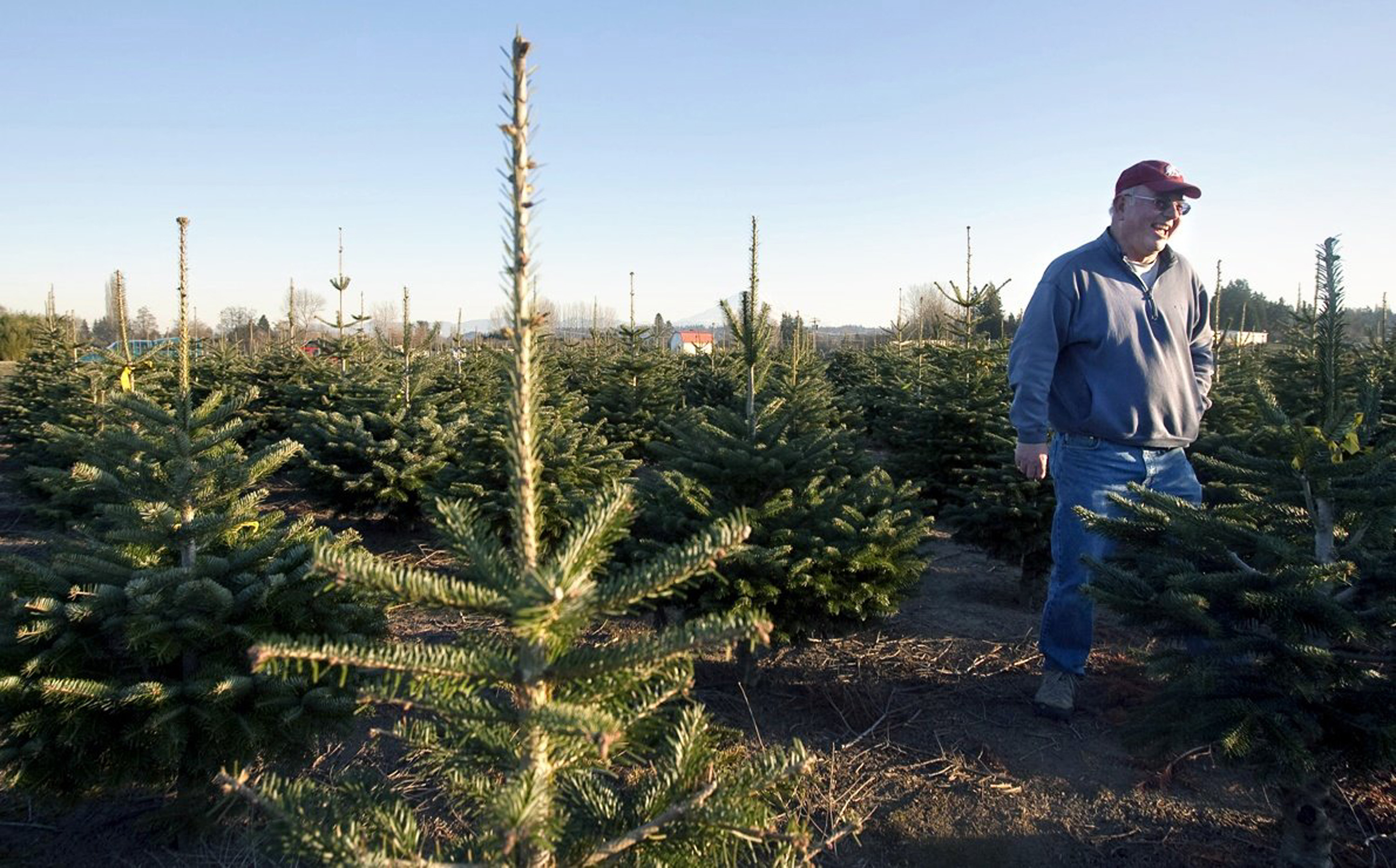 Scientists works to develop Christmas tree that doesn’t shed needles