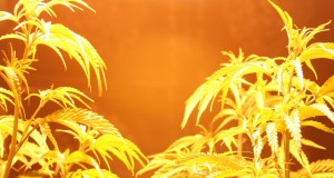 Legislators: Pot law needed