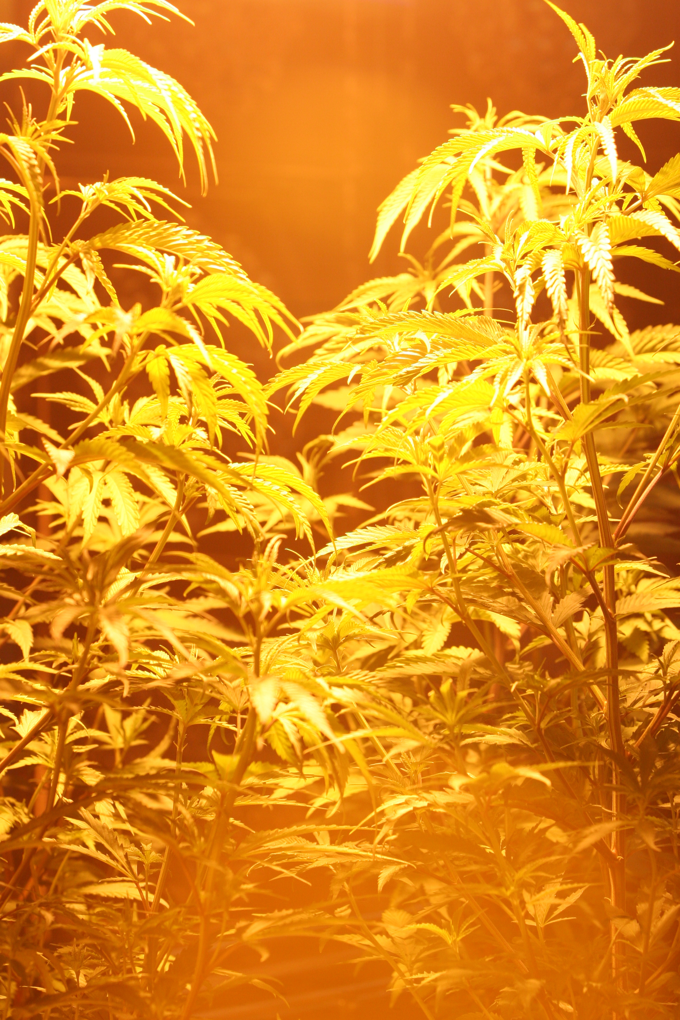 Legislators: Pot law needed