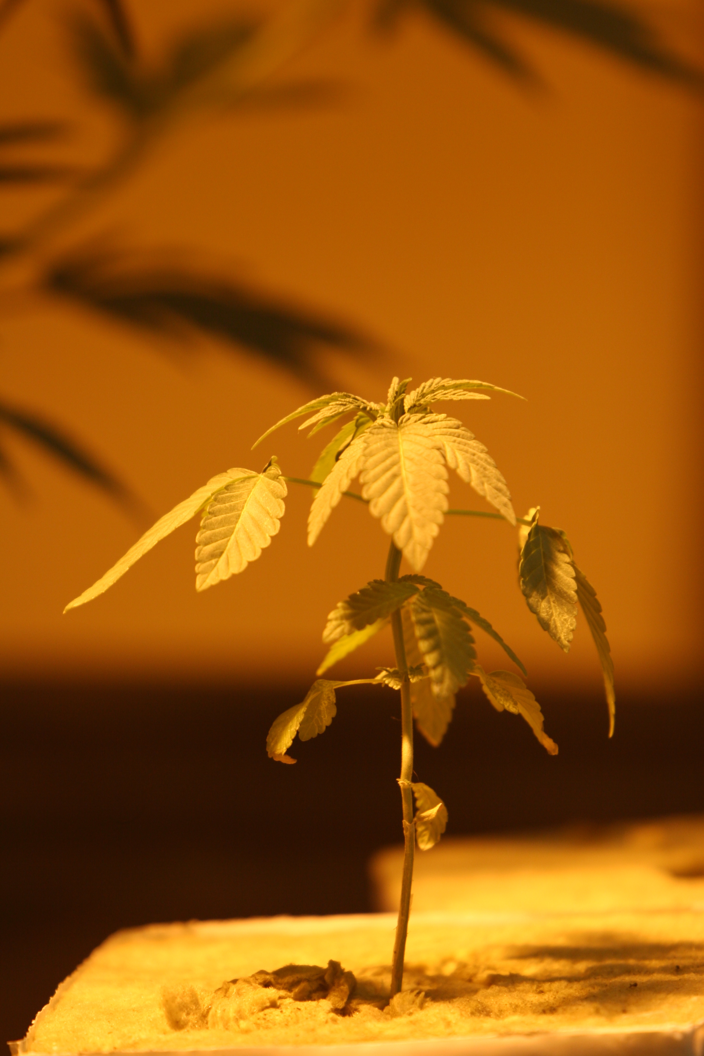 Medical pot user claims discrimination