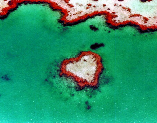 Biologists report damage to Great Barrier Reef after shipping accident