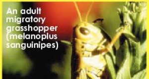 Grasshopper invasion?