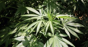 Final vote on city’s medical marijuana ordinance set for Tuesday