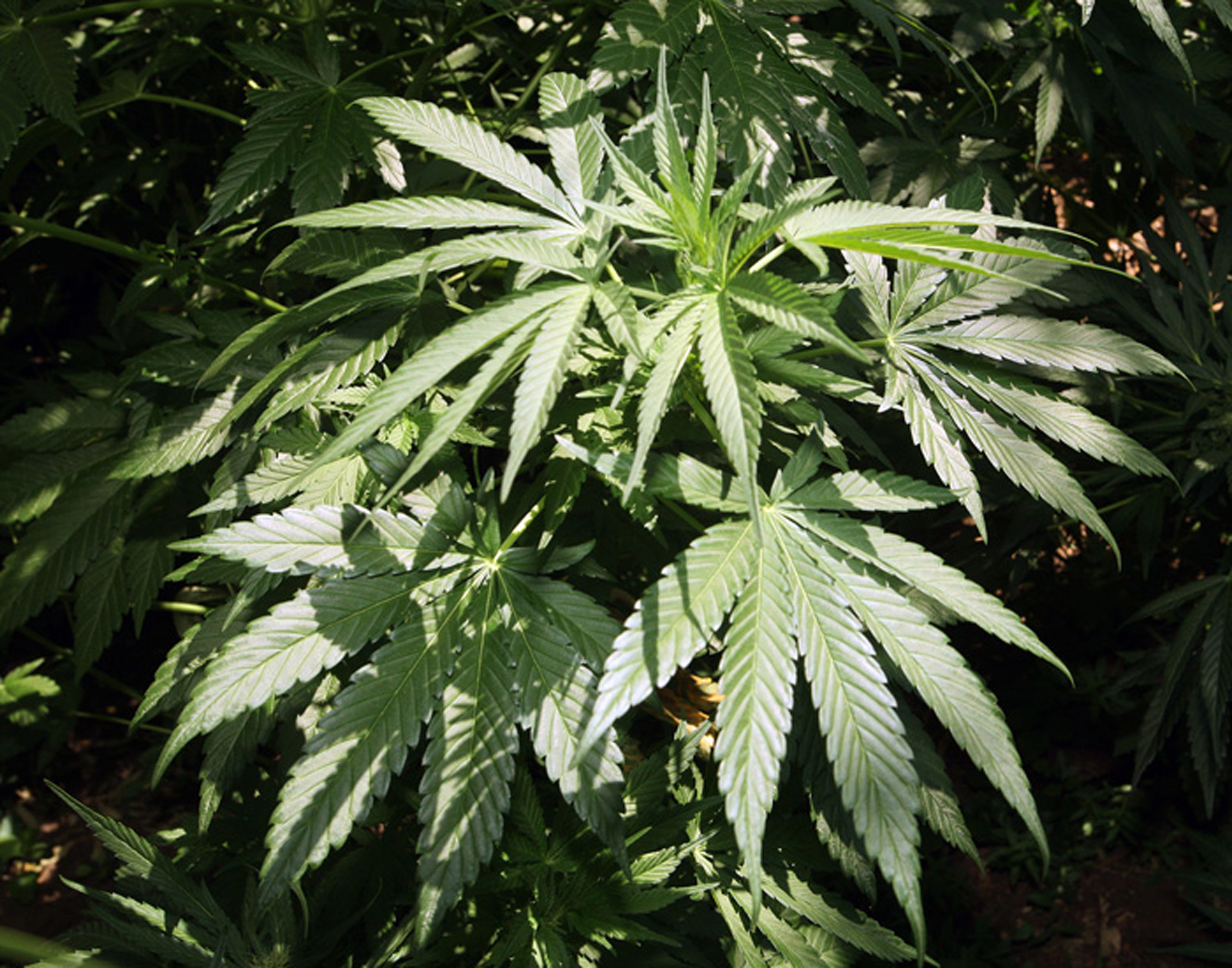 Final vote on city&rsquo;s medical marijuana ordinance set for Tuesday