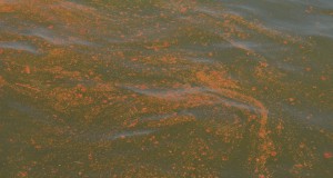 United front shows cracks as Obama officials turn up heat on BP