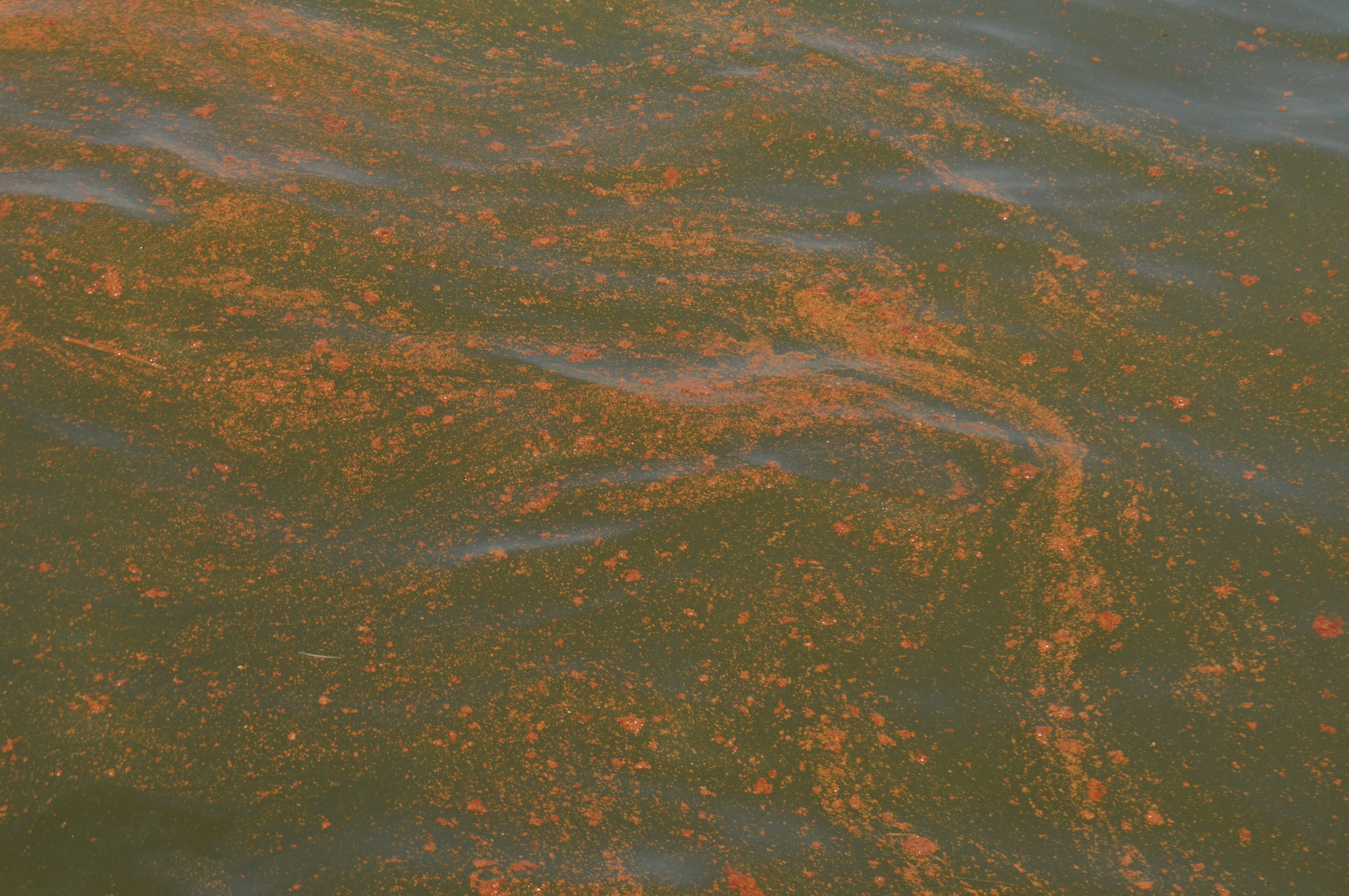 United front shows cracks as Obama officials turn up heat on BP