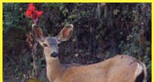 Co-existing with wildlife, part II