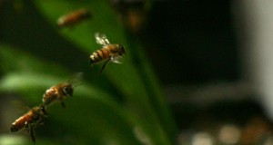 New congressional caucus focuses on plight of honeybees