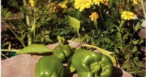 Prime time to pick a peck of peppers