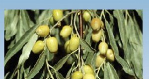 Boulder’s real weed problem