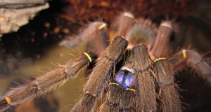 New Amazon species discovered every 3 days for a decade