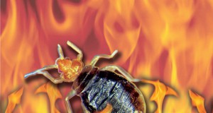 CU turns up the heat on pests