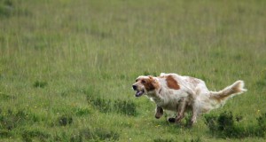 Why people growl about dogs on open space