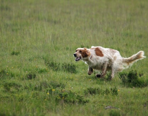 Why people growl about dogs on open space