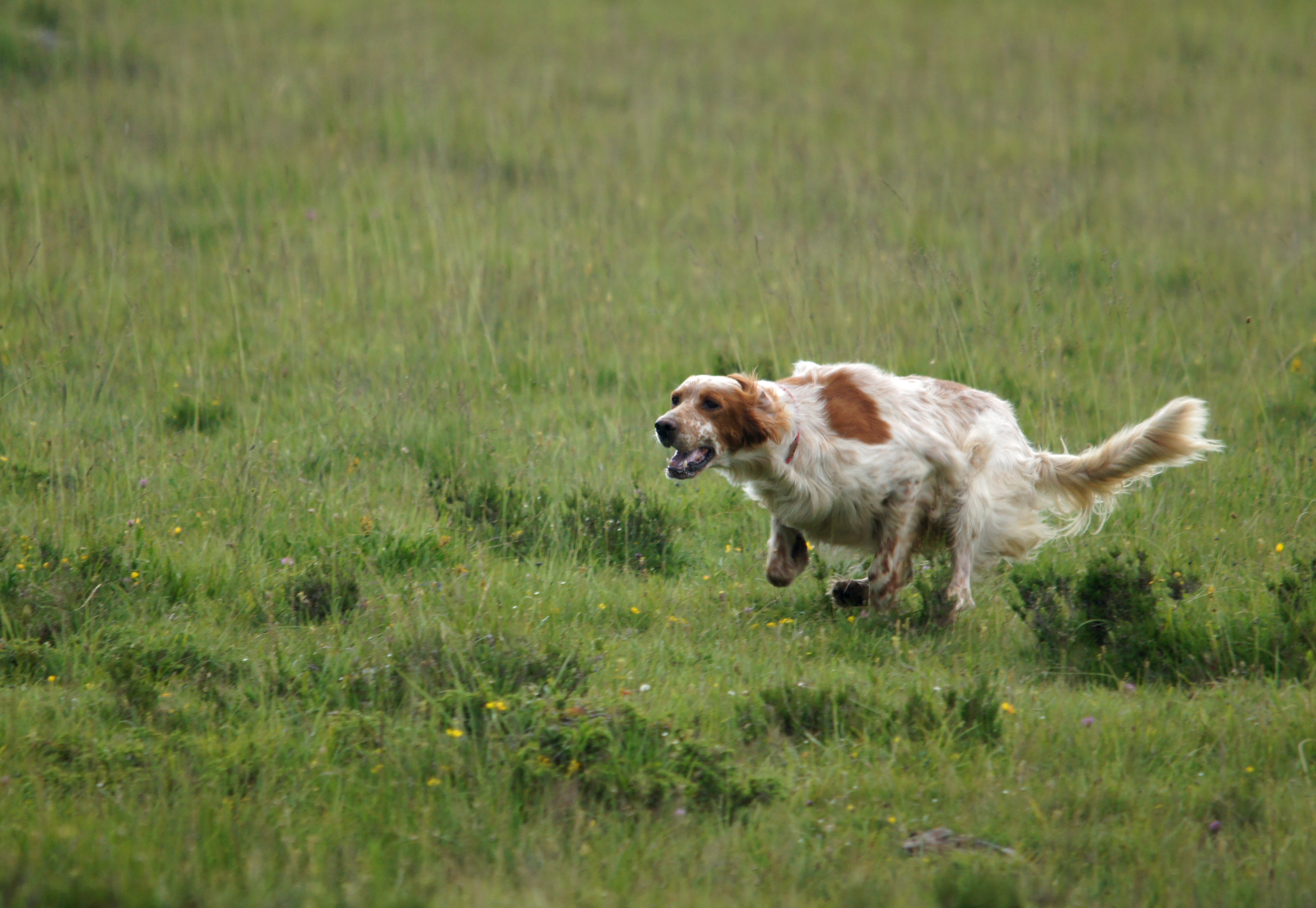Why people growl about dogs on open space