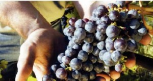 Tidbites | Gluten-free pizza crust spreads