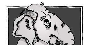 The elephant in the classroom