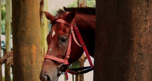 Horse herpesvirus hits Boulder County