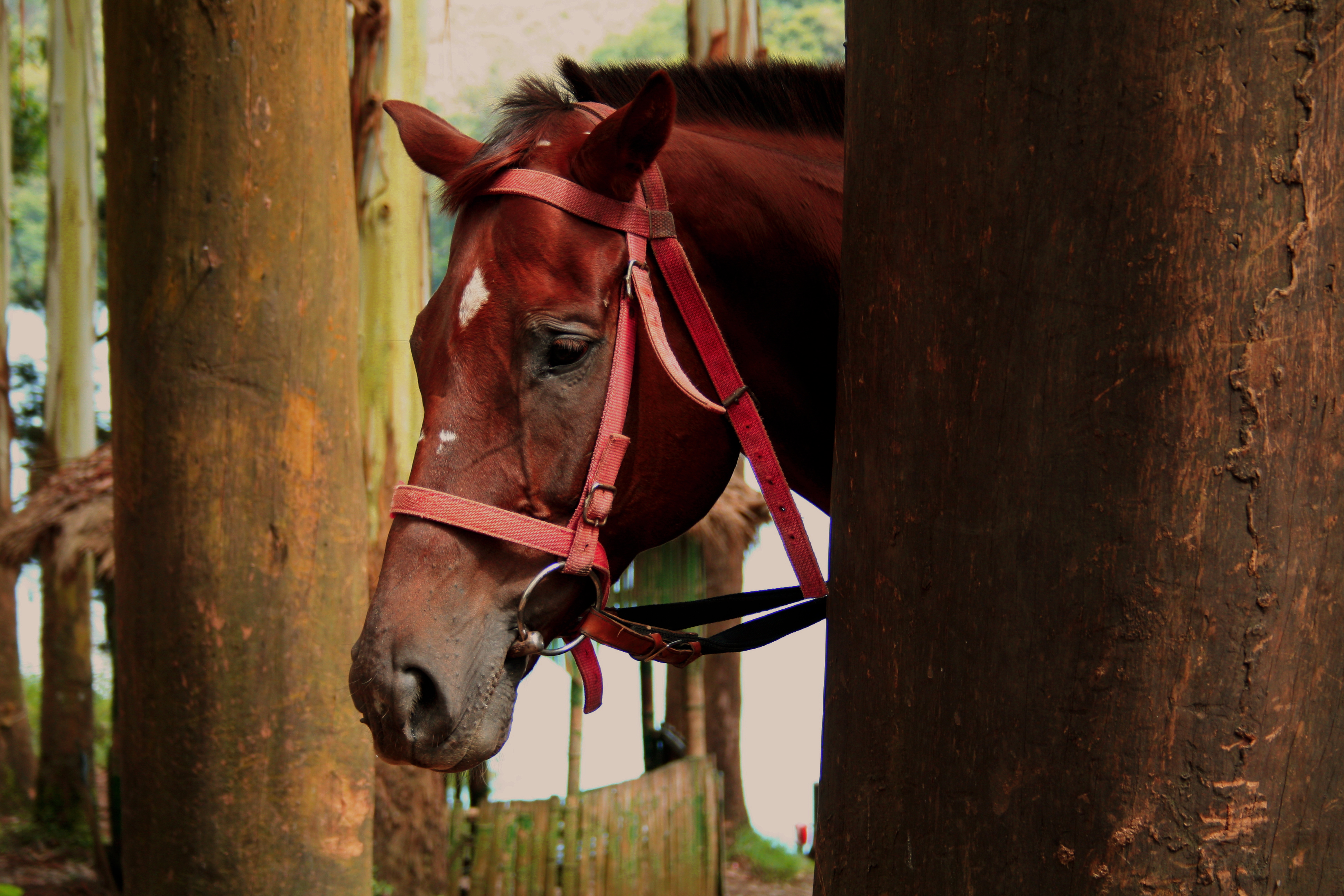 Horse herpesvirus hits Boulder County