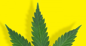 ‘Seed-to-sale’ surveillance