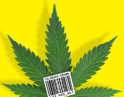 ‘Seed-to-sale’ surveillance