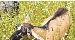 Goats: the natural weed whacker