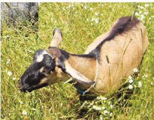 Goats: the natural weed whacker