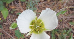 Where have all the flowers gone?