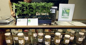 Medicinal-marijuana growers troubled at lack of organic oversight