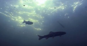 Boulder-produced film up for conservation award