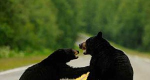 Residents encouraged to secure trash and food sources to protect bears