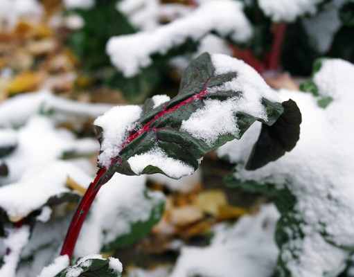 What farmers do during the winter months