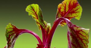 County staff: Allow GMOs