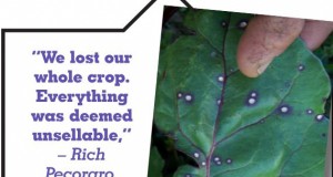 Drifting toward answers on lost crops