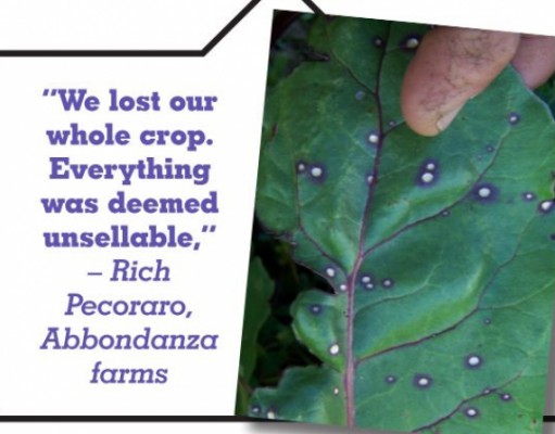 Drifting toward answers on lost crops