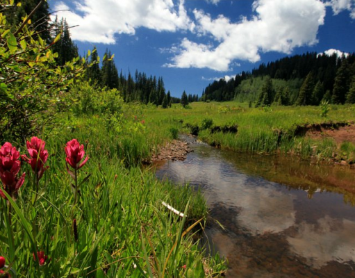 Contesting the rules of roadlessness