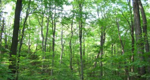 White House to unveil new forest rules