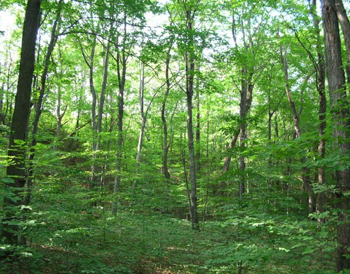 White House to unveil new forest rules