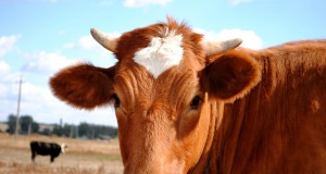 Cornell Study Links Fracking Wastewater with Mortality in Farm Animals