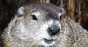 Groundhog Day 2012: Punxsutawney Phil’s Forecast Is In