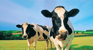 Is Today’s Beef Better For The Environment?