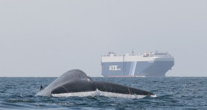 Ship Noise Boosts Stress in Whales