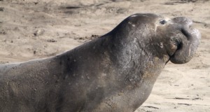 Elephant Seals Swimming Deeper as Waters Warm