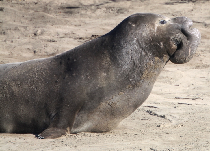 Elephant Seals Swimming Deeper as Waters Warm