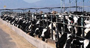 CAFO conviction: Court holds factory farm accountable for water pollution