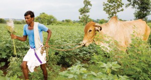 Biff 2012 | Bitter stories